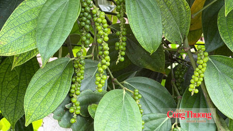 Giá tiêu hôm nay 10/8/2026: Ổn định quanh mốc 136.000–139.000 đồng/kg