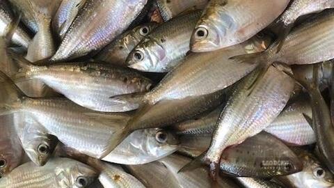 Những loại cá béo tốt cho chức năng thận