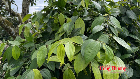 Giá tiêu hôm nay 13/8/2026: Ổn định ở ngưỡng 136.000 – 139.000 đồng/kg