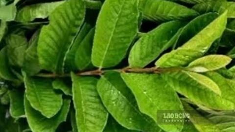Hướng dẫn bà nội trợ cách uống nước lá ổi để hỗ trợ giảm mỡ bụng, giảm cân