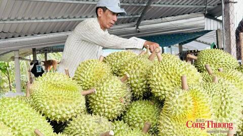 Sầu riêng bước vào cuộc đua về chất lượng