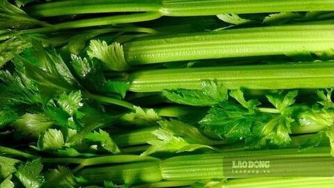 Người bệnh gout nên ăn rau cần tây đúng cách để hỗ trợ kiểm soát axit uric