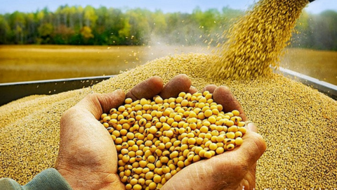 Giá đậu tương bật tăng, tồn kho dầu đậu tương Mỹ xuống thấp