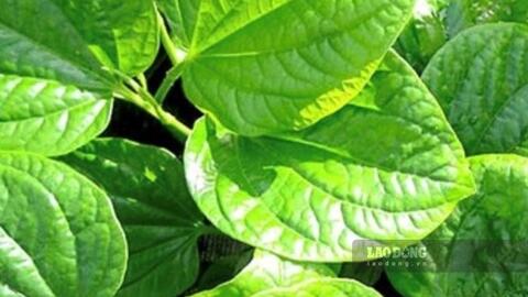 Loại lá giúp hỗ trợ hạ axit uric người bệnh gout nên ăn
