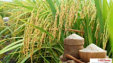 Giá lúa gạo hôm nay ngày 18/9/2026: Giá lúa tươi biến động trái chiều