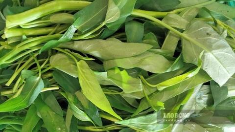 Cách ăn rau muống phù hợp với người bệnh gout có axit uric cao
