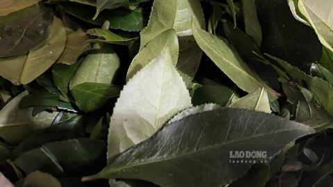 Thức uống hỗ trợ kiểm soát đường huyết và mỡ máu