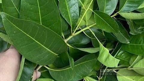 Loại lá tốt cho đường huyết và mỡ máu có thể làm nước uống hàng ngày