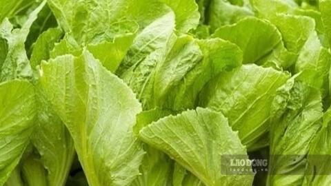 Một loại rau xanh giá rẻ có thể hỗ trợ đào thải axit uric