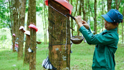 GVR gần hoàn thành kế hoạch lợi nhuận năm sau 9 tháng, nhưng quý III giảm mạnh