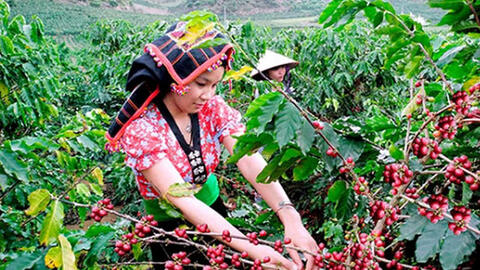 Cà phê Sơn La: Từ mở rộng vùng trồng đến bài toán nâng giá trị
