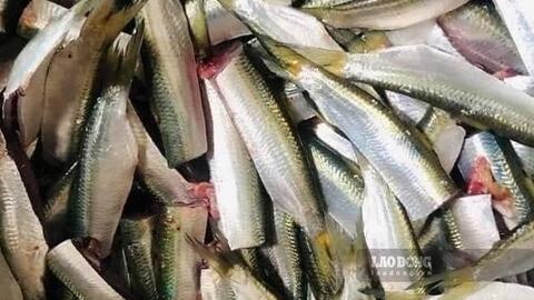 Loại cá giàu omega-3 tốt cho xương khớp