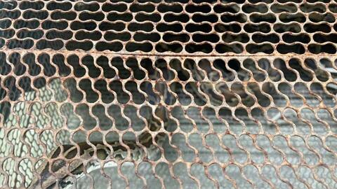 Người dân giao nộp trăn đất quý hiếm ở Khánh Hòa