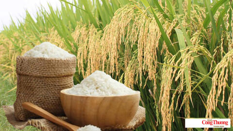 Giá lúa gạo hôm nay ngày 22/10/2026: Giá lúa tươi biến động trái chiều
