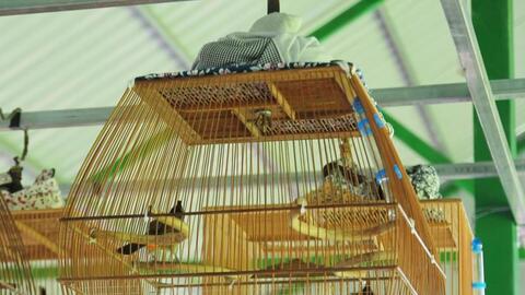 Trải nghiệm hoạt hoạt động đi bộ xuyên rừng U Minh hạ - Đấu trường chim chào mào hót