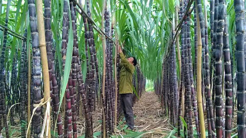 Một công ty mía đường chia cổ tức 30% bằng tiền mặt