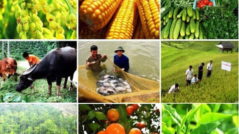 Giao thương nông sản Việt- Trung: Cần được nhìn ở góc độ rộng hơn