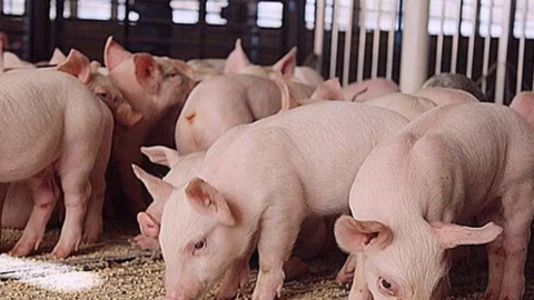 Giá heo dần hồi phục, dự báo sáng cho loạt đại gia ngành thịt