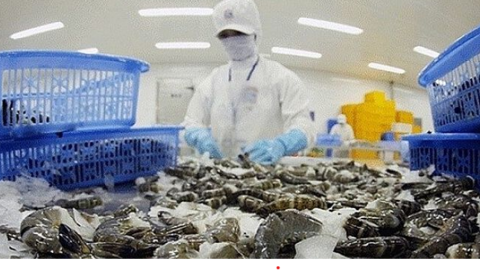 Ngành tôm đối diện 'nút thắt cổ chai', chuyên gia nói phải lấy 2024 làm năm bản lề cho hồi phục