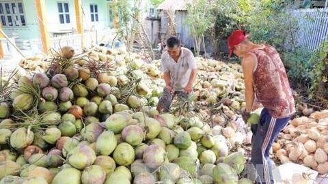 Thời cơ cho xuất khẩu trái dừa