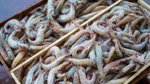 Ngành tôm Mỹ lại kiện tôm Việt: Thách thức hay cơ hội mở rộng thị phần?