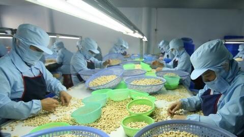 Chú trọng chất lượng hạt điều xuất khẩu