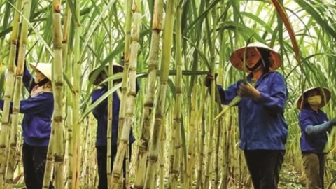 Quý đầu niên lợi nhuận tăng, doanh nghiệp mía đường 'vừa mừng vừa lo'