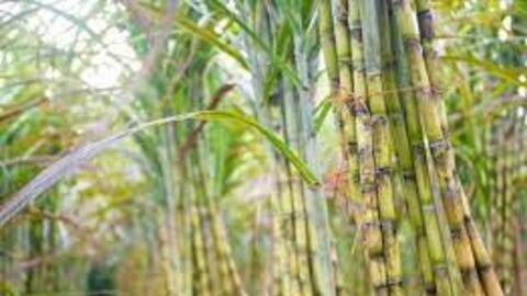 Mía đường Sơn La hoàn thành kế hoạch năm sau 2 quý