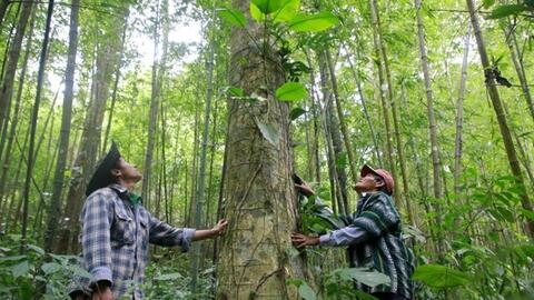 Ngành gỗ có thể thu 200 triệu USD/năm từ bán tín chỉ carbon