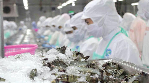 Mức thuế chống trợ cấp tôm đông lạnh của Việt Nam thấp hơn Ấn Độ và Ecuador