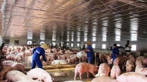 Loạt doanh nghiệp chăn nuôi báo lãi đậm trong quý III, dự báo giá heo tăng trước thềm 'đại di dời'