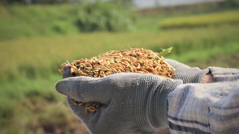 Xuất khẩu gạo: Giữ đà cạnh tranh với Thái Lan