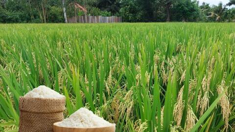 Giá lúa gạo hôm nay ngày 15/6 và tuần qua giảm mạnh