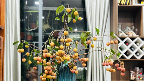 Giá cao gấp 10 lần, vải thiều Việt vẫn được săn lùng nhờ thú chơi lạ