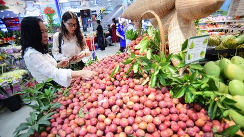 Mận hậu Sơn La: ‘Hạt ngọc đỏ’ Tây Bắc vươn xa thị trường trong nước và quốc tế