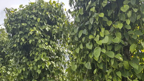 Giá tiêu hôm nay 17/6/2025: trong nước tiếp đà giảm