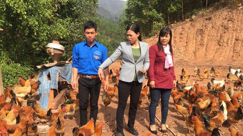 Gà Tiên Yên: ‘Chìa khóa vàng’ phát triển kinh tế vùng đồng bào dân tộc Quảng Ninh