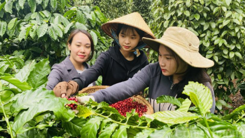 Giá cà phê hôm nay 29/6/2025, thị trường trong nước tăng nhẹ