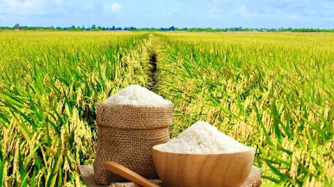 Giá lúa gạo hôm nay ngày 2/7: Lúa tươi quay đầu tăng mạnh