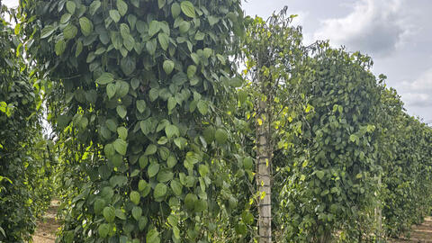 Giá tiêu hôm nay 3/7/2025: trong nước liên tục tăng, thị trường khởi sắc