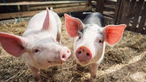 Giá heo hơi hôm nay 5/7/2025: Quay đầu đi ngang trên toàn quốc