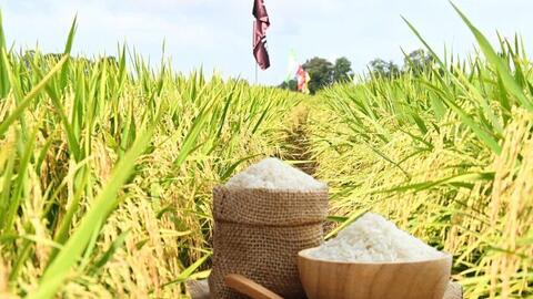 Giá lúa gạo hôm nay ngày 9/7/2025: Biến động trái chiều