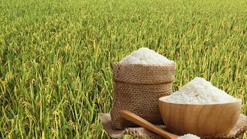 Giá lúa gạo hôm nay ngày 10/7/2025: Lúa tươi tiếp đà tăng