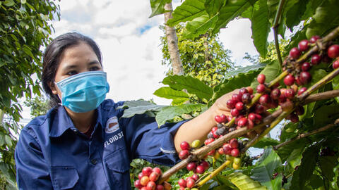 Mở đường cho cà phê Việt vào Bắc Âu: Phát triển bền vững là 'tấm vé thông hành'