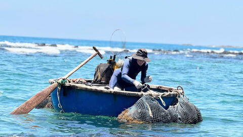 Ngư dân Quảng Ngãi săn 'nhân sâm biển', kiếm tiền triệu mỗi ngày