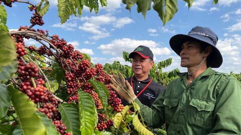 Nông hộ trồng cà phê vướng quy định EUDR vì thiếu giấy tờ, khó truy xuất