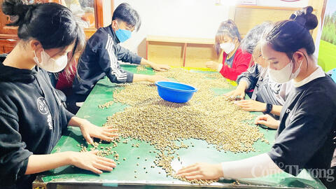 Giá cà phê hôm nay 19/7/2025: Thị trường trong nước giảm nhẹ