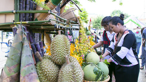 Ngát hương sầu riêng từ vùng núi Khánh Sơn