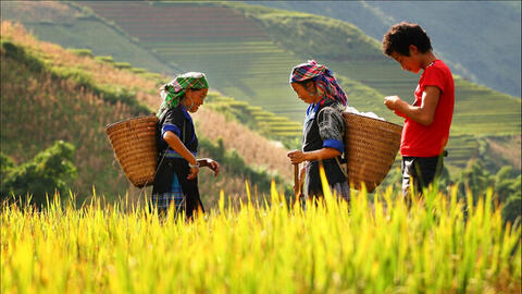 Gạo Già Dui Xín Mần: Nâng tầm thương hiệu theo chuỗi giá trị