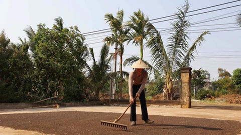 Giá tiêu hôm nay 26/7/2025: Thị trường trong nước đi ngang và giảm nhẹ